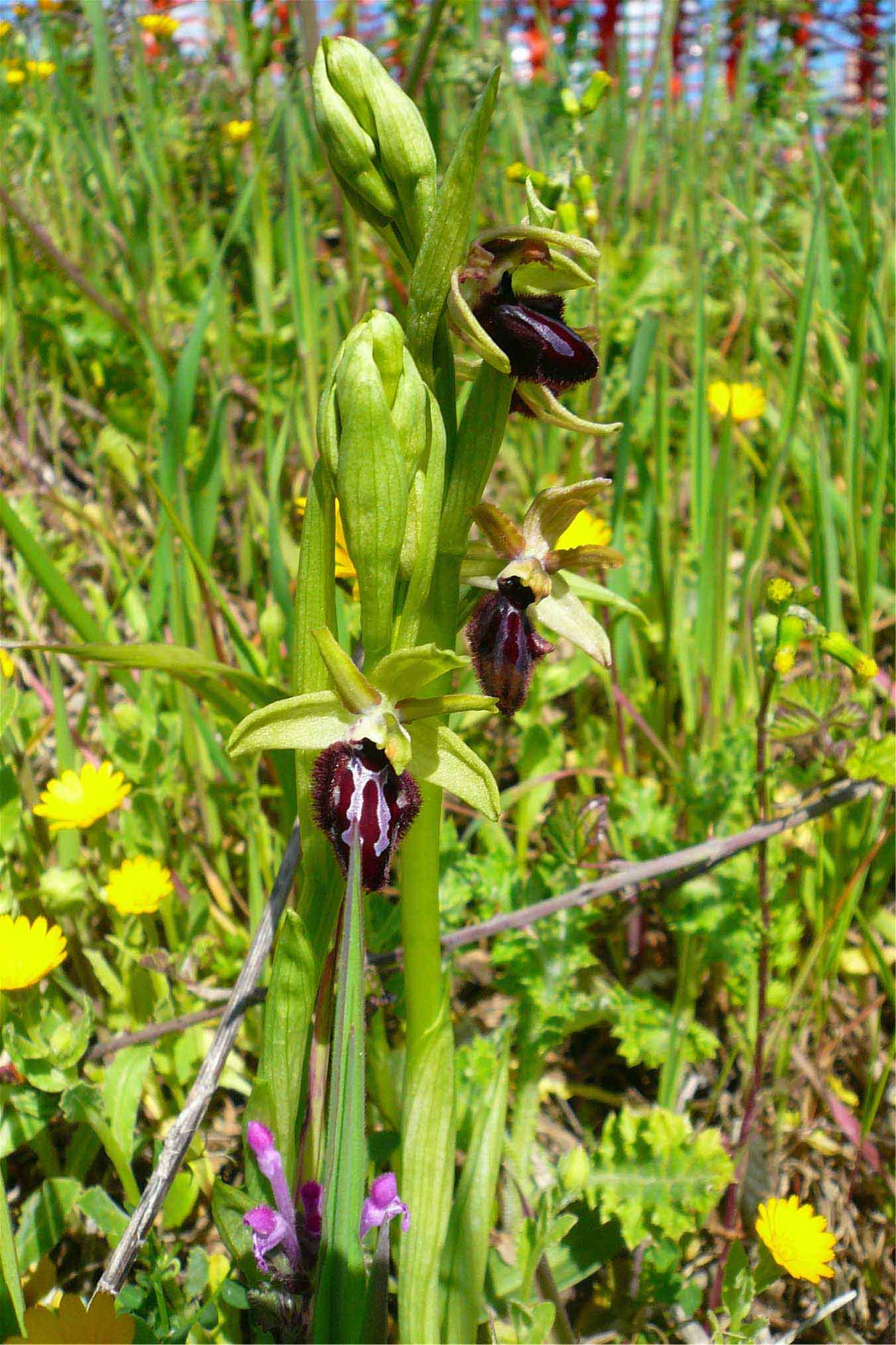 Orchidee nuoresi